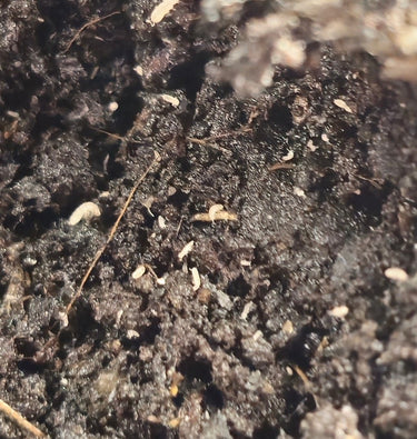 Folsomnia Candida springtails